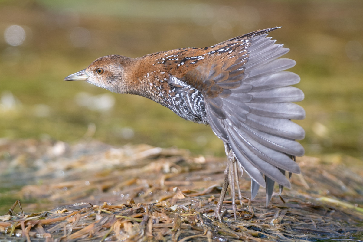 Baillon's Crake