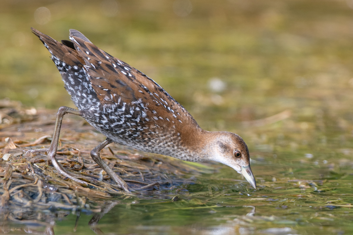 Baillon's Crake