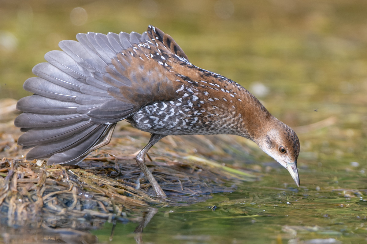 Baillon's Crake