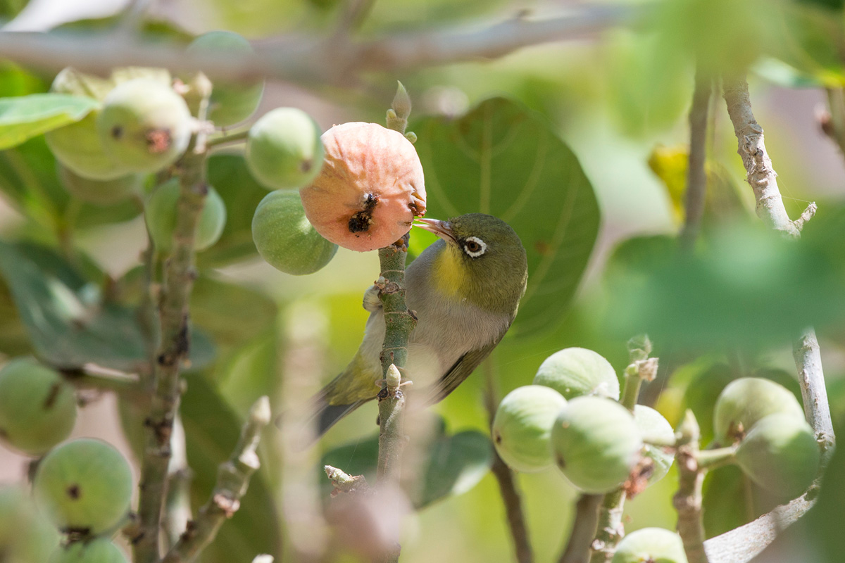 Abyssinian White-eye