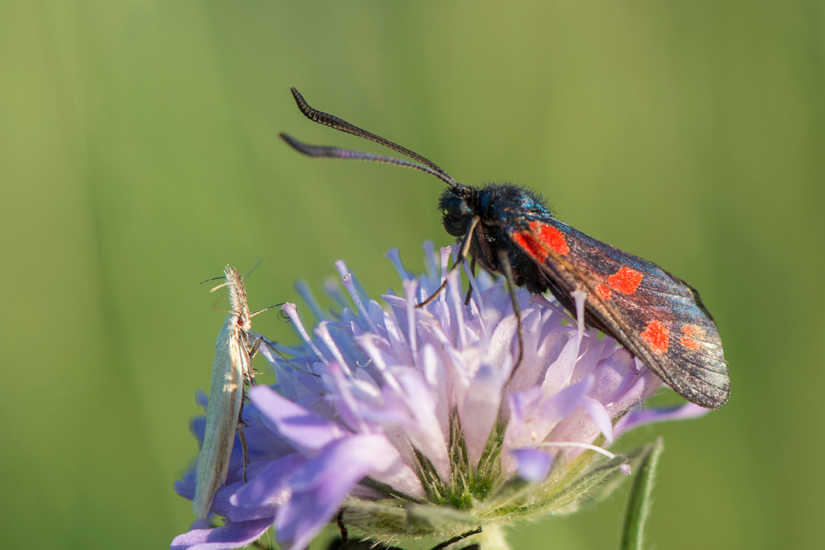 Six-spot Burnet