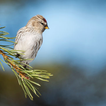 Redpoll