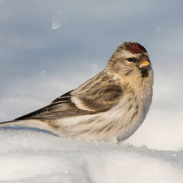 Redpoll