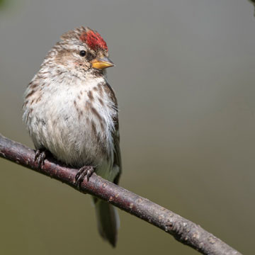 Redpoll