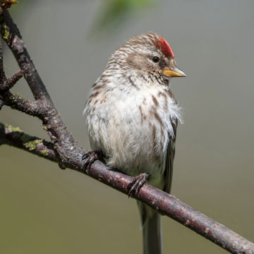 Redpoll