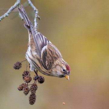 Redpoll