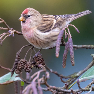 Redpoll