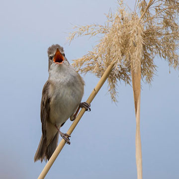 Great Reed Warbler