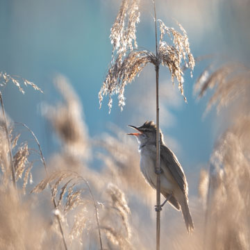 Great Reed Warbler
