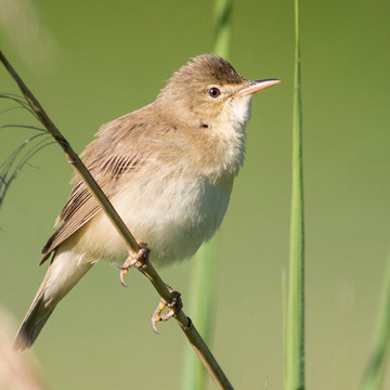 Marsh Warbler