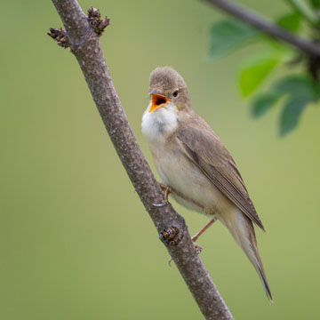 Marsh Warbler