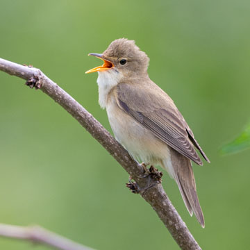 Marsh Warbler