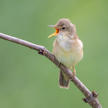 Marsh Warbler