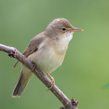 Marsh Warbler