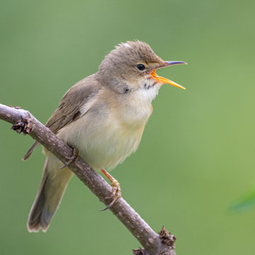 Marsh Warbler