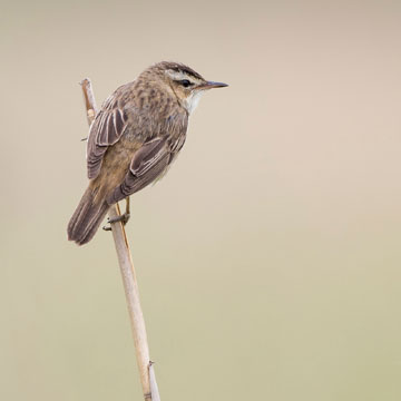 Sedge Warbler