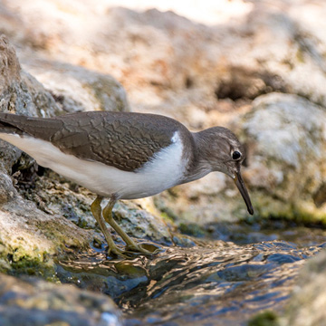 Common Sandpiper