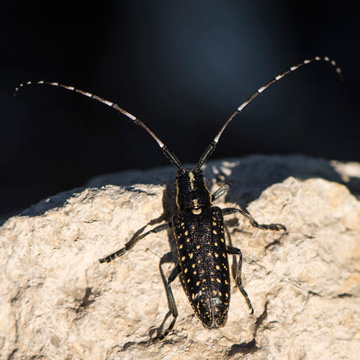 Agapanthia irrorata