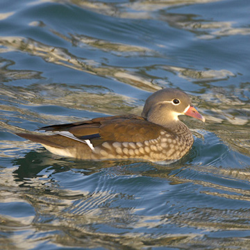 Mandarin Duck