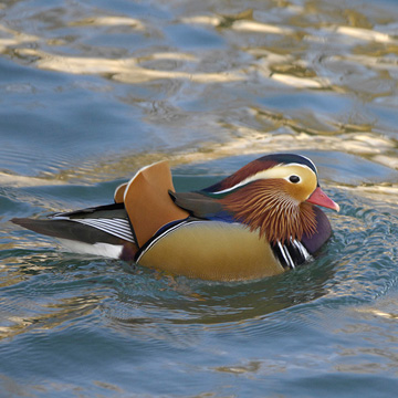 Mandarin Duck