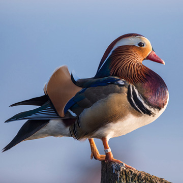 Mandarin Duck