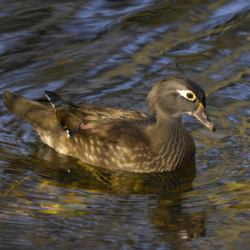 Wood Duck