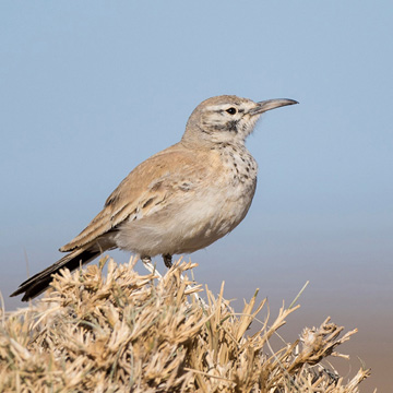 Greater Hoopoe-Lark