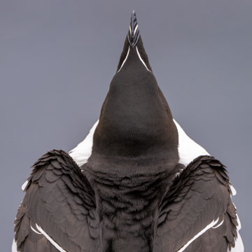 Razorbill