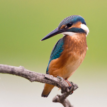 Common Kingfisher