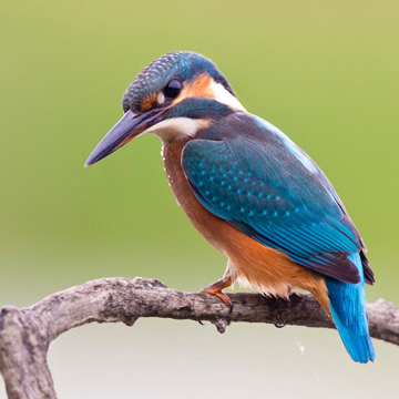 Common Kingfisher