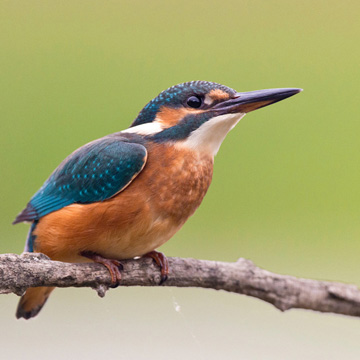 Eisvogel