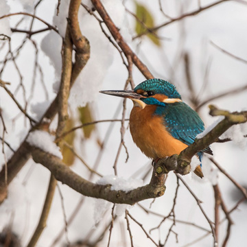 Eisvogel