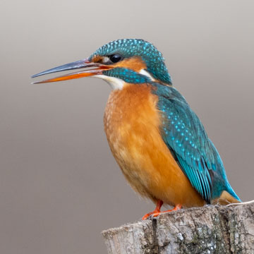 Common Kingfisher