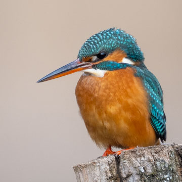 Common Kingfisher