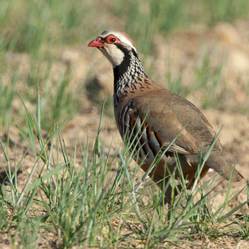 Red-legged Partridge