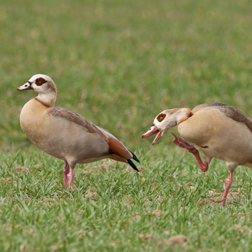 Egyptian Goose