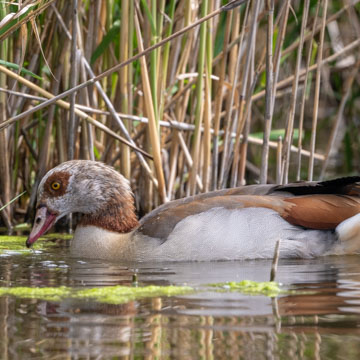 Egyptian Goose