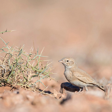 Bar-tailed Lark