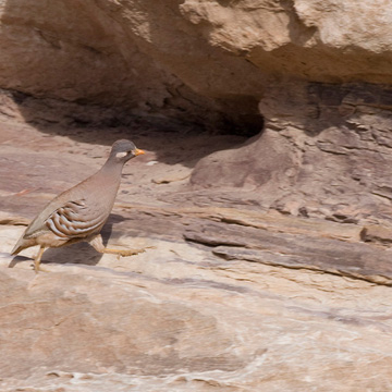 Sand Partridge