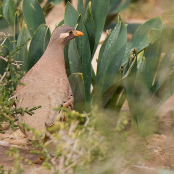 Sand Partridge