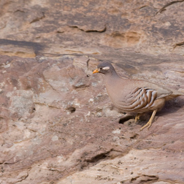 Sand Partridge