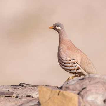 Arabisches Wüstenhuhn