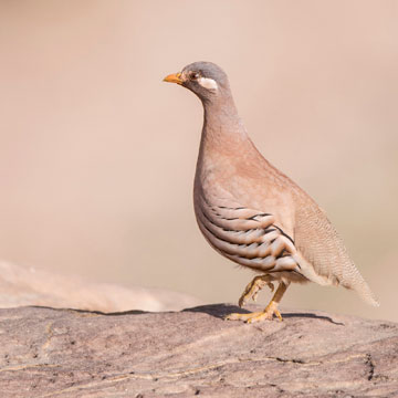 Arabisches Wüstenhuhn