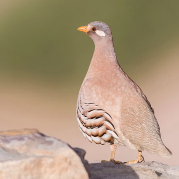 Arabisches Wüstenhuhn