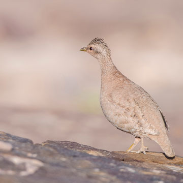 Arabisches Wüstenhuhn