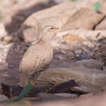 Arabisches Wüstenhuhn