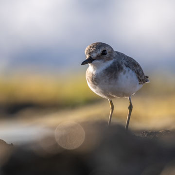 Greater Sand Plover