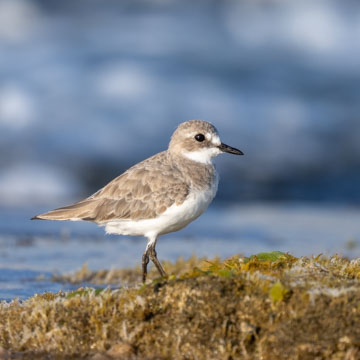Greater Sand Plover