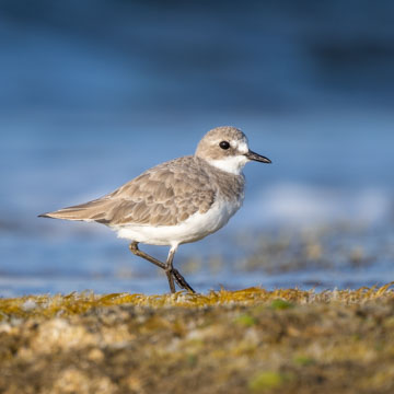 Greater Sand Plover