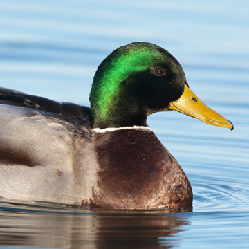 Mallard